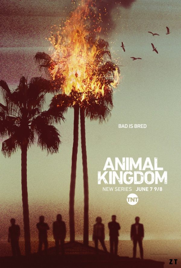 Animal Kingdom S01E08 FRENCH HDTV